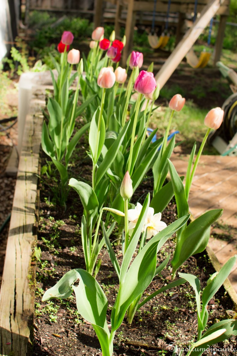 1Tulips (1 of 8)