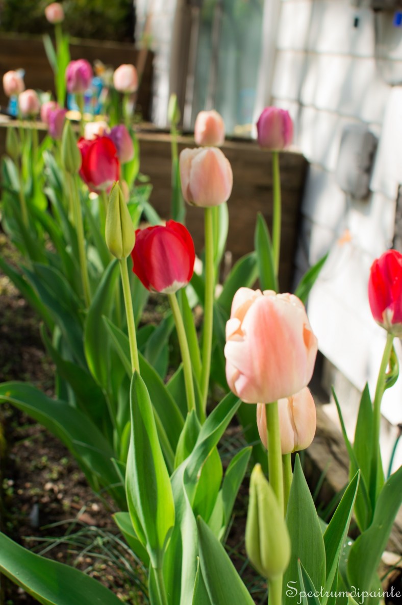 1Tulips (2 of 8)