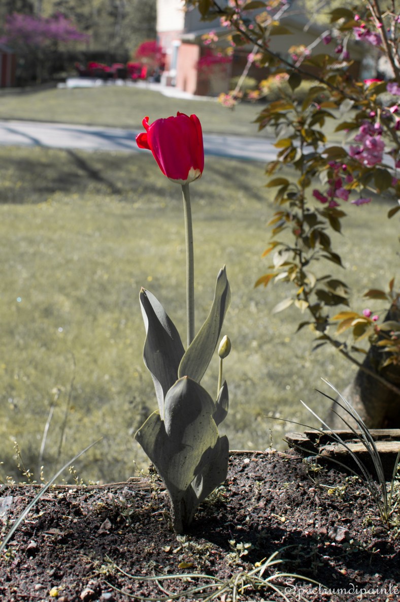 1Tulips (3 of 8)
