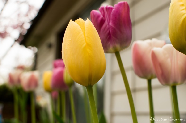 1Tulips (4 of 8)