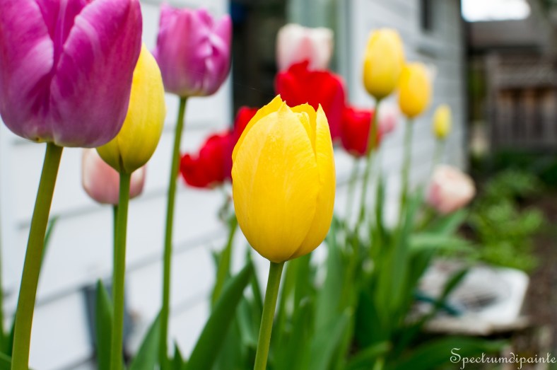 1Tulips (5 of 8)