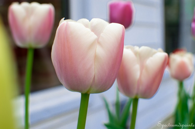 1Tulips (6 of 8)