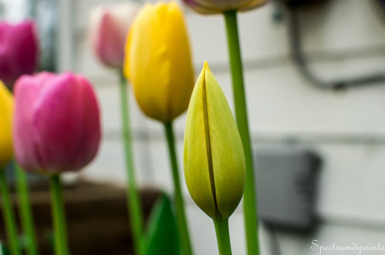 1Tulips (7 of 8)