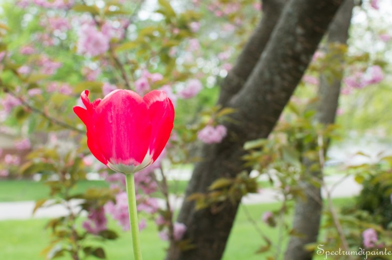 1Tulips (8 of 8)