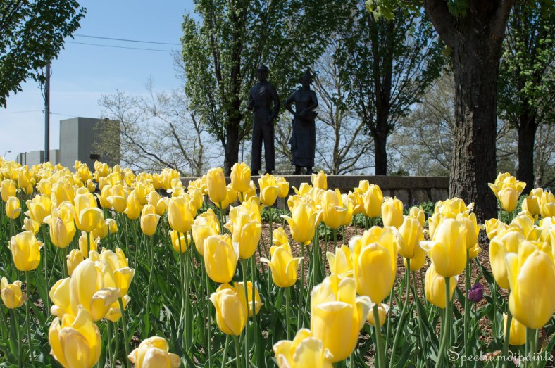 Tulips (10 of 8)
