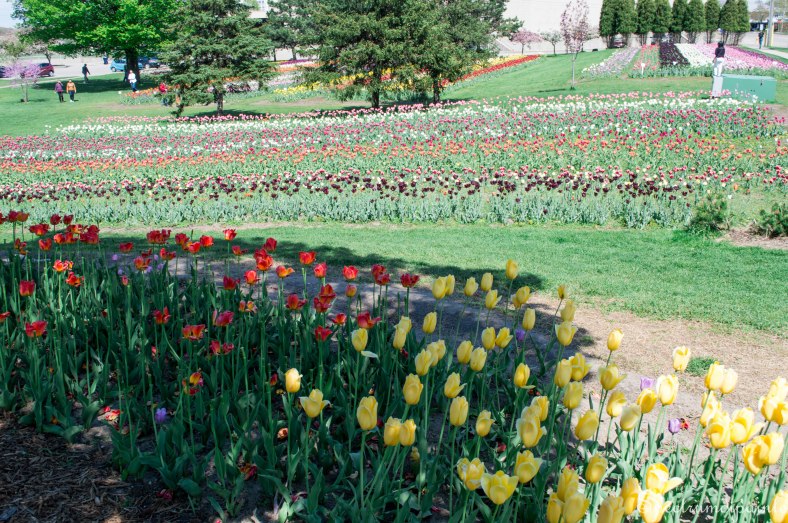 Tulips (11 of 8)