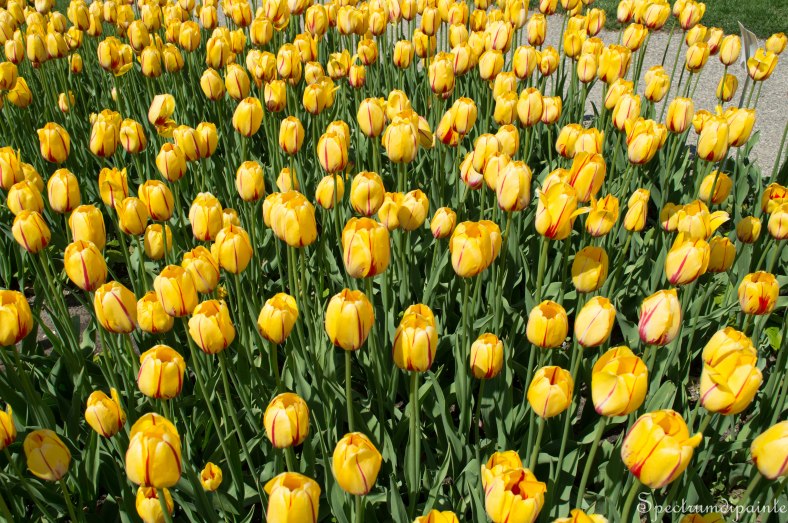 Tulips (12 of 8)