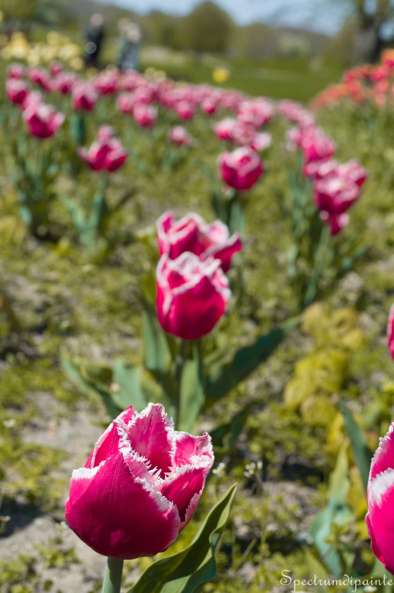 Tulips (13 of 8)