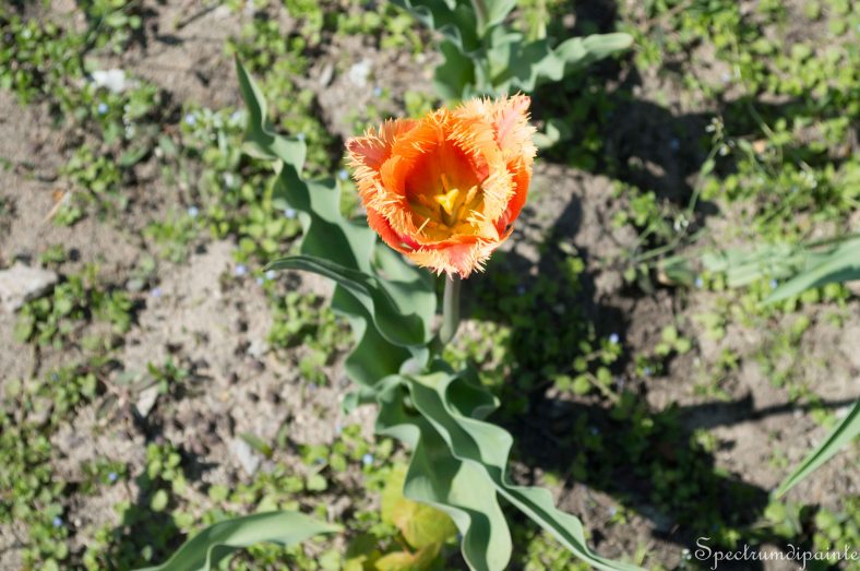 Tulips (14 of 8)