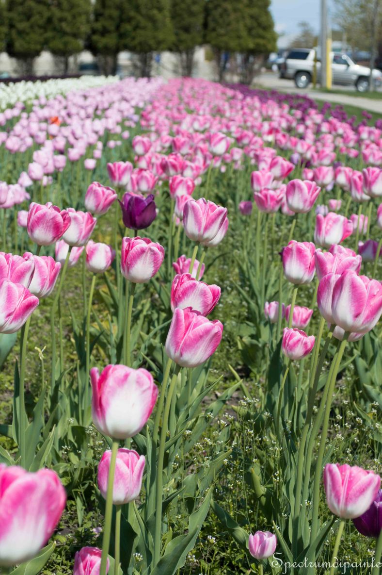 Tulips (15 of 8)