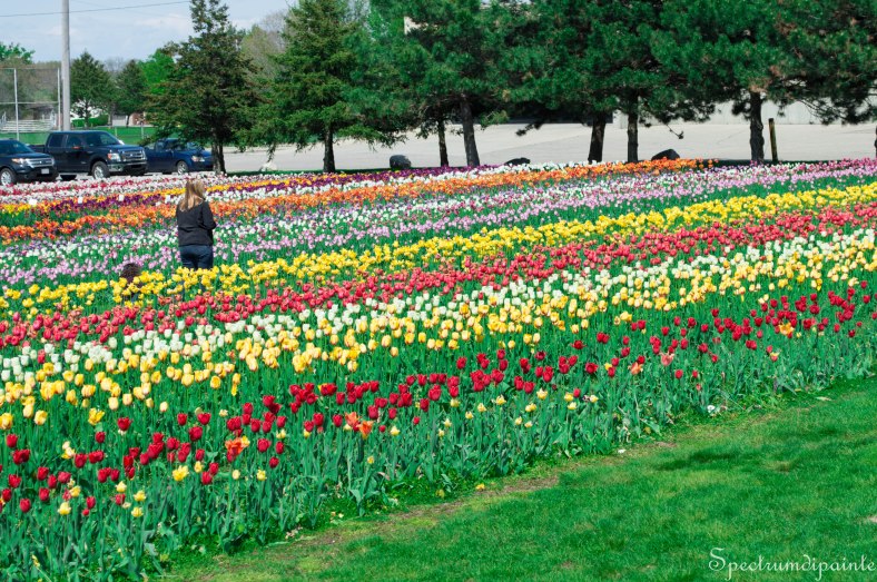 Tulips (16 of 8)