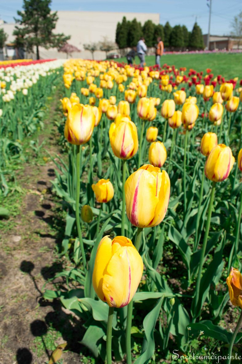 Tulips (9 of 8)